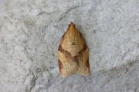 Clepsis consimilana