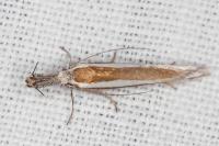 Pleurota aristella