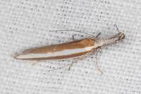 Pleurota aristella