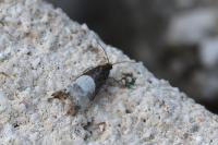 Notocelia cynosbatella