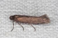 Scythris