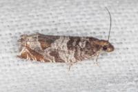 Ancylis achatana