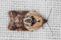 Acleris variegana