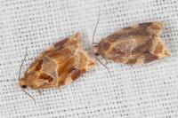 Archips xylosteana