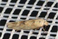 Mompha epilobiella