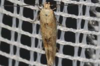 Mompha epilobiella