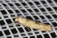 Mompha epilobiella