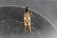 Scythris scopolella