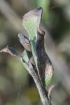 Phyllonorycter quinqueguttella