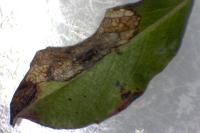 Phyllonorycter quinqueguttella