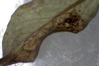 Phyllonorycter quinqueguttella