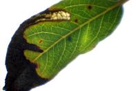 Stigmella
