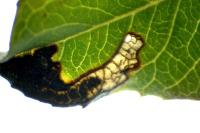 Stigmella