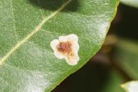 Phyllonorycter belotella