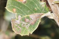 Acrocercops brongniardella
