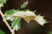Acrocercops brongniardella