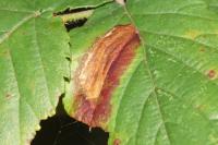 Ectoedemia erythrogenella