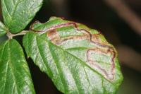 Stigmella aurella