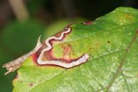 Stigmella aurella
