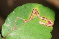Stigmella aurella