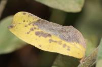 Phyllonorycter quinqueguttella