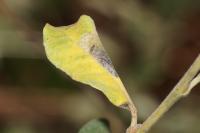 Phyllonorycter quinqueguttella