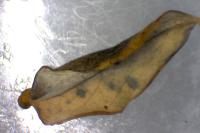 Phyllonorycter quinqueguttella