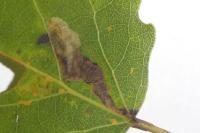 Ectoedemia argyropeza