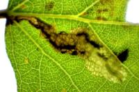 Ectoedemia argyropeza