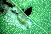 Ectoedemia argyropeza