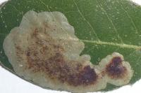 Phyllonorycter belotella