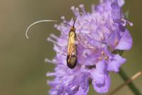 Nemophora metallica
