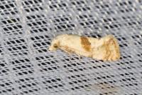 Cochylidia implicitana