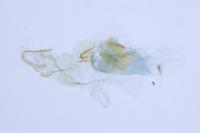 Cochylidia implicitana