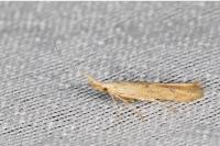 Coleophora salicorniae
