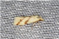 Aethes mauritanica