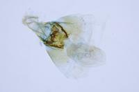 Aethes mauritanica