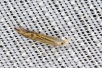 Coleophora limoniella