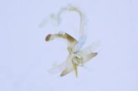 Coleophora limoniella