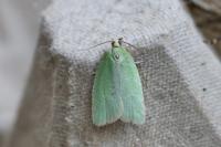 Tortrix viridana