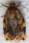 Archips xylosteana