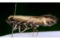 Aristotelia brizella