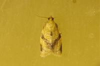 Clepsis consimilana