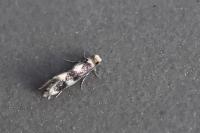 Etainia sericopeza