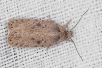 Agonopterix yeatiana