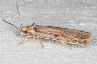 Agonopterix yeatiana