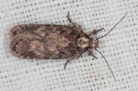 Depressaria