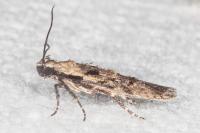 Carpatolechia decorella