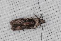 Carpatolechia decorella