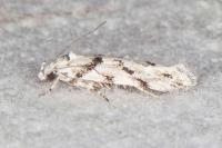 Parastenolechia nigrinotella